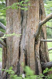 动作生存游戏《永恒天空》面向PS5＆XS＆PC公布